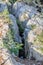 Tree growing in a rock crevice