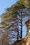 A tree growing on a rock ledge. Biosphere reserve and ski resort Arkhyz. Russia