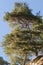 A tree growing on a rock ledge. Biosphere reserve and ski resort Arkhyz. Russia