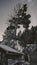 A tree growing on the roof of a hut