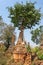 Tree growing on ruins in Shwe Indein pagoda, Inle lake, Burma Myanmar