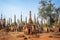 Tree growing on ruins in Shwe Indein pagoda, Inle lake, Burma Myanmar