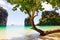 Tree Growing On Shore Against Rocks At Beach