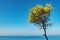 Tree growing on the shore of the blue Ionian Sea