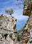 Tree is growing on top of old castle remain named, Vecka kula located in Croatia