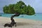 Tree growing on tropical beach