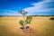 Tree growing among yellow grasslands in Australian outback.