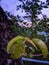 a tree that grows in the crevices of the rock cliffs