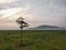 a tree that grows in the middle of a misty rice field.