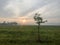 a tree that grows in the middle of a misty rice field