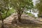 Tree grows out of a smaller pyramid at the Edzna archaeological