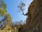 A tree grows in the void hung on a rock face