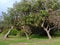 Tree Growth Distorted by Strong Winds, Sydney, Australia