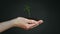 Tree growth save earth hand showing green sapling