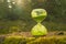 tree growth time.hourglass on a mossy stump in the sun in the forest. Forest renewal.Forest growth time.Growing new