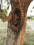 Tree with hallow cavity - birds cavity in the tree trunk