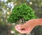 A tree in the hand  growing seedlings. Bokeh green Background