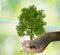 A tree in the hand  growing seedlings. Bokeh green and rainbow Backgroun