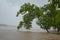 A Tree Hangs Over High Water On Susquehanna River