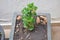 Tree of happiness. Pot with soil in the garden at home with a plant known as the tree of happiness, ceramic pot with dark soil and
