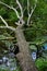 An tree that has fallen into a shallow pond in Centerport, NY