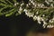 Tree heath white flowers