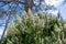 Tree heather (erica arborea) tree