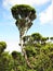 Tree heather plants on Sao Jorge island, The Azores