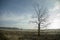 Tree in the heathland