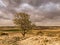 Tree high up in the Toledo steppe in autumn