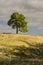 Tree on a hill vertical