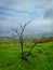 Tree on the Hills and mountain greenery landscape view