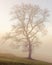 Tree on the hillside on a foggy day in Dovedale, Peak District, UK