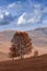 Tree on a hilly steppe at autumn with dramatic clouds, Inner Mongolia