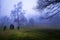 The Tree and Historic Ancient Rome Castle in a Foggy Misty Day