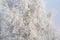 Tree in hoarfrost