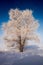 Tree in hoarfrost on a background of blue sky on a sunny day