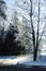 Tree with hoarfrost on the branches near a dirt road