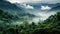 tree honduran cloud forest