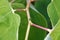 Tree hopper standing on the branch of a plant