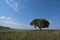 Tree horizon lonely landscape sky solitude field