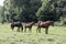 Tree horses on the grassland.