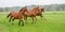 Tree horses in morning fog