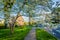 Tree and house in Guilford, Baltimore, Maryland