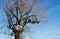 Tree house in a huge barren tree, Feldkirch, Vorarlberg.