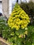 Tree Houseleek, Irish Rose, Aeonium arboreum, beautiful yellow Inflorescence