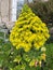 Tree Houseleek, Irish Rose, Aeonium arboreum, beautiful yellow Inflorescence