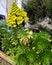 Tree Houseleek, Irish Rose, Aeonium arboreum, beautiful yellow Inflorescence