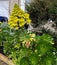 Tree Houseleek, Irish Rose, Aeonium arboreum, beautiful yellow Inflorescence