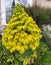 Tree Houseleek, Irish Rose, Aeonium arboreum, beautiful yellow Inflorescence